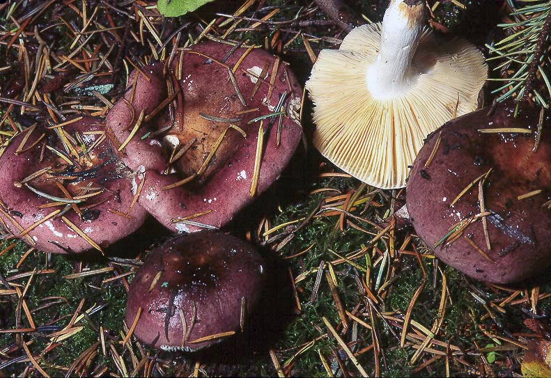 Russula placita